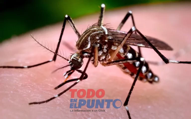 dengue